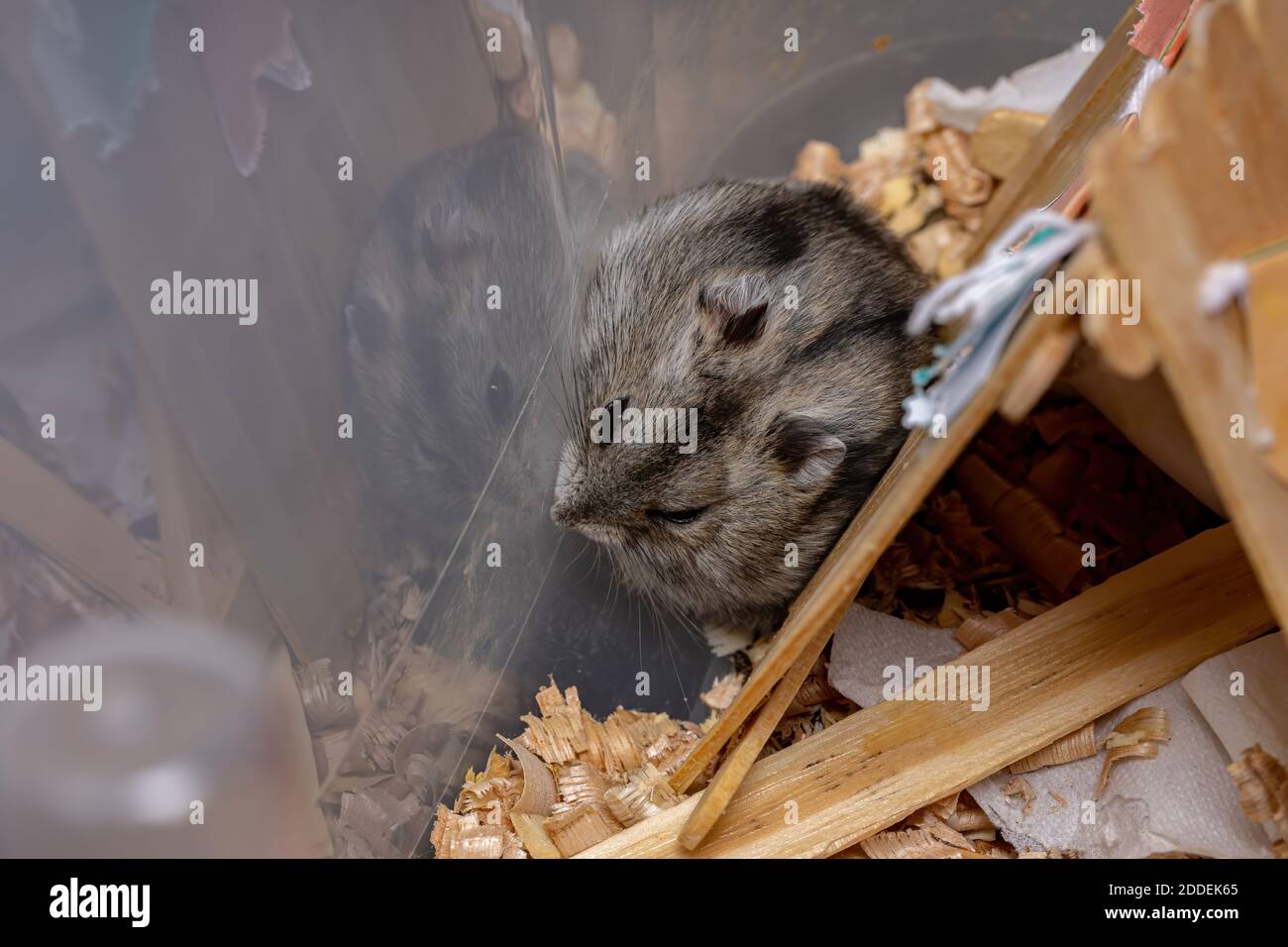 Campbell's dwarf hamster of the species Phodopus campbelli Stock Photo ...