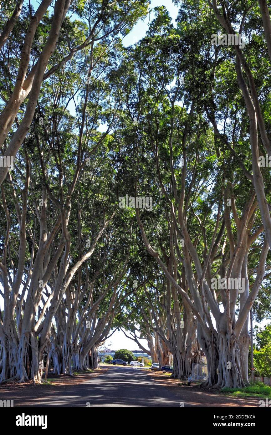 Fig Tree Avenue in Breimba Street, Grafton, NSW, Australia. The avenue of Weeping Figs, Ficus microcarpa var.hillii was planted by council around 1940 Stock Photo