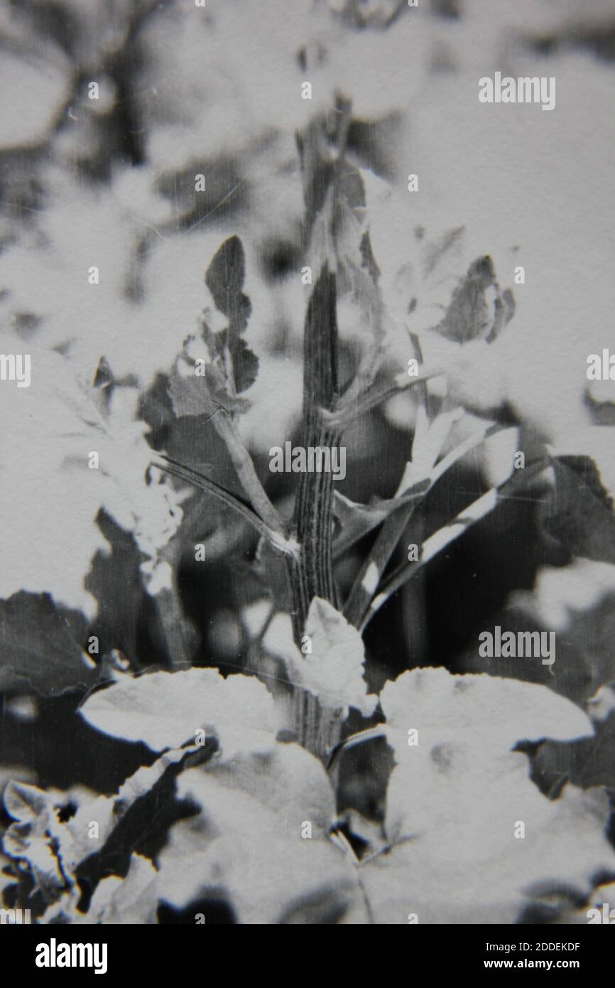 Fine 1970s vintage black and white photography of the natural beauty of ...
