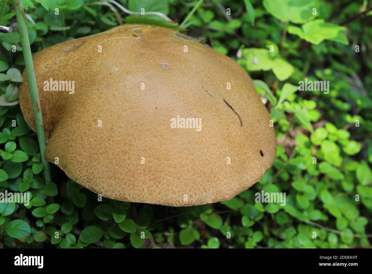 Porcini mushroom among green leaves at Denali State Park in Alaska