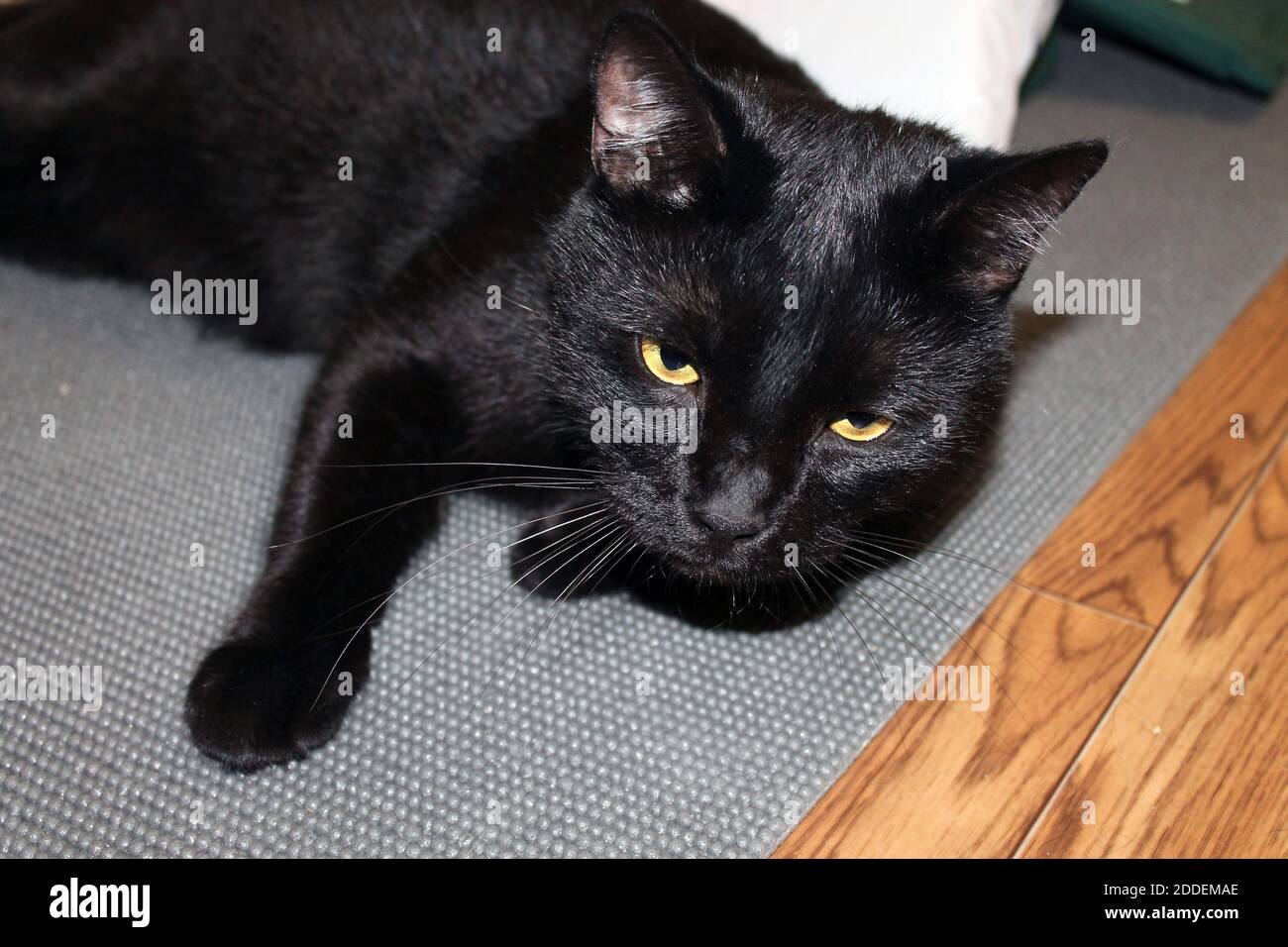A black cat with a sly muzzle is plotting something Stock Photo