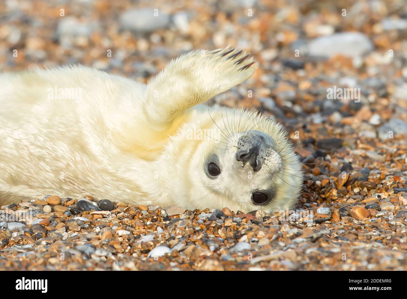 Newborn baby seal plays around on the gravel beach during the breeding season at Blakeney Point in Norfolk. Stock Photo