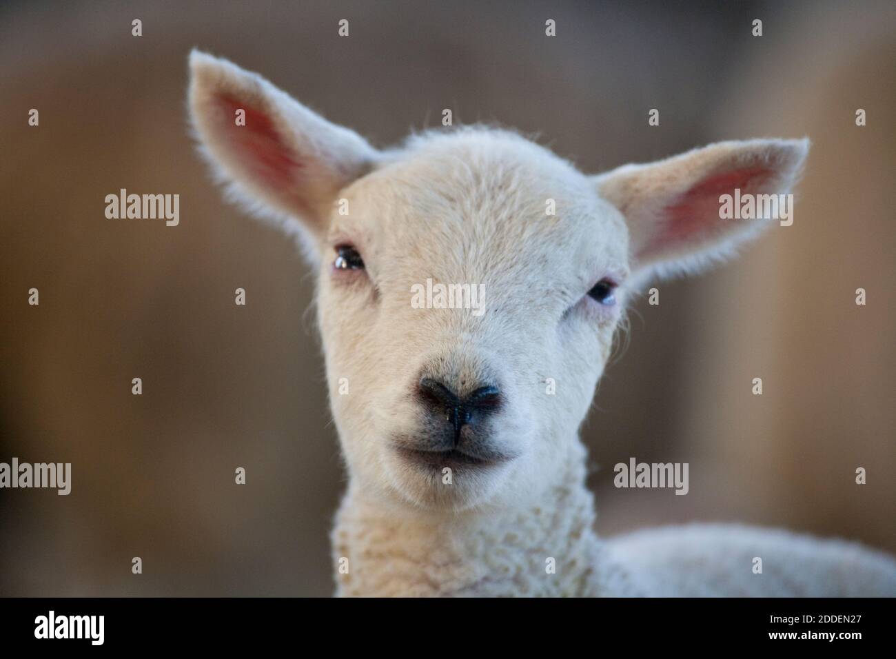 White faced new born Lleyn lamb with weepy eye condition entropion