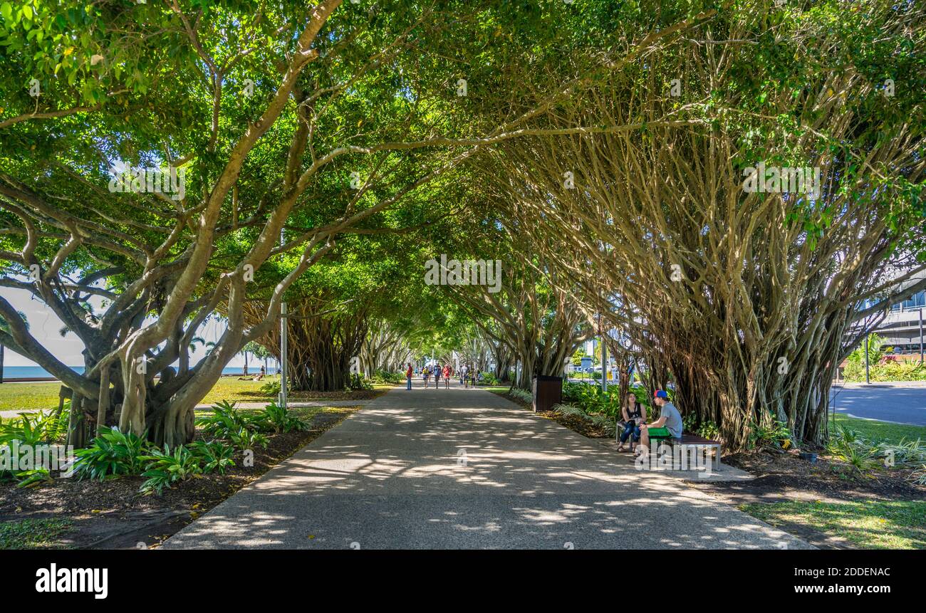 tree-shaded walk way at The Esplanade, Carns, North Queensland, Australia Stock Photo
