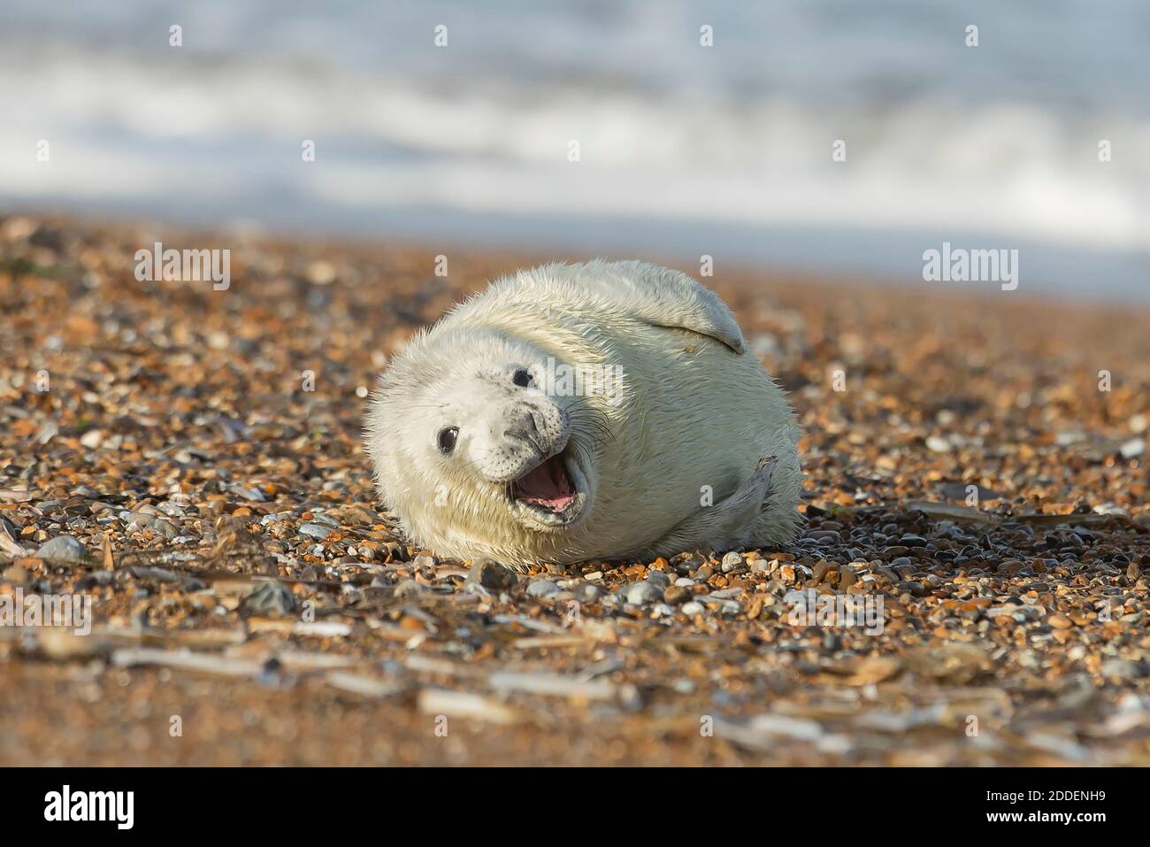 Newborn baby seal plays around on the gravel beach during the breeding season at Blakeney Point in Norfolk. Stock Photo