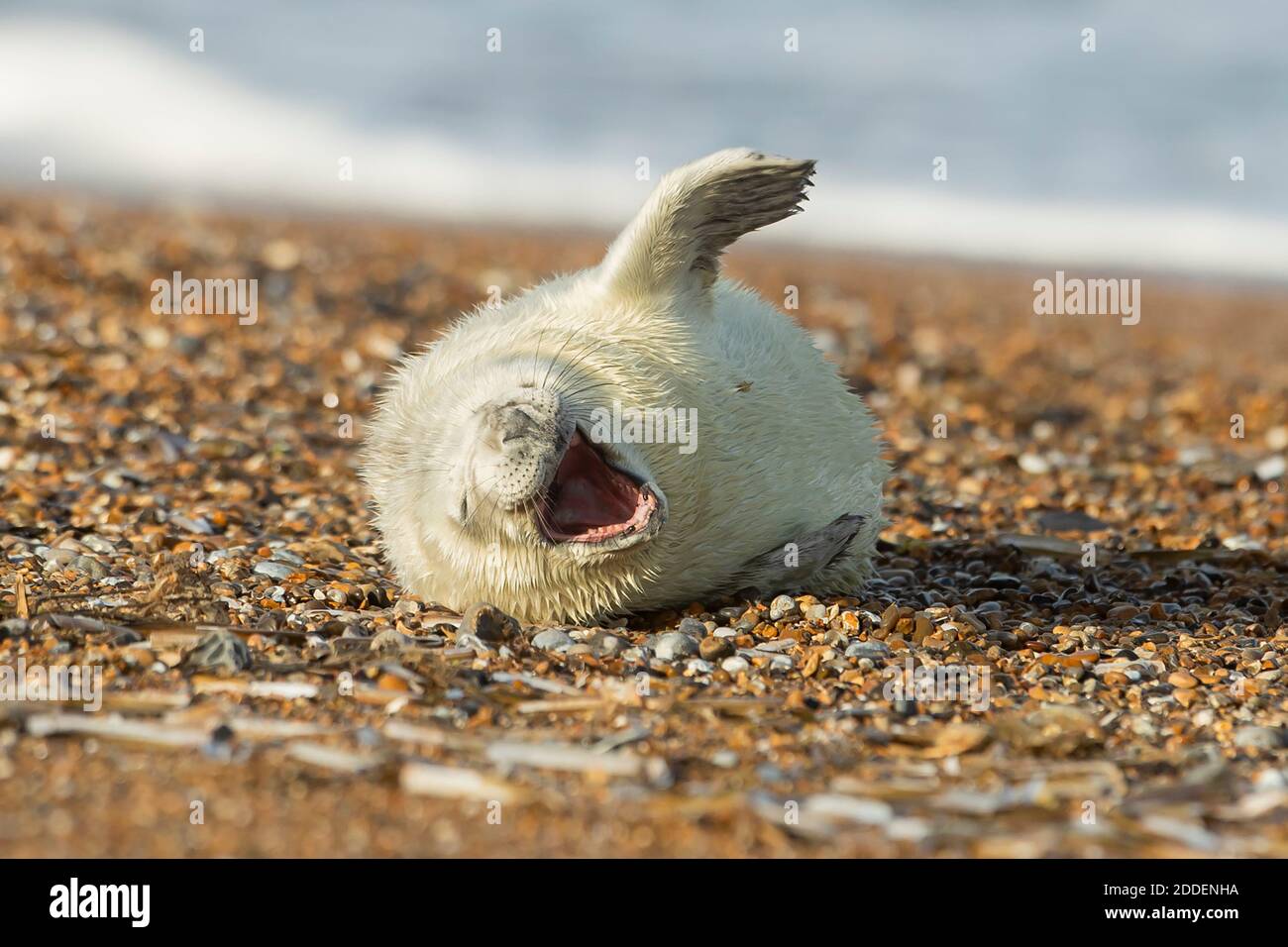 Newborn baby seal plays around on the gravel beach during the breeding season at Blakeney Point in Norfolk. Stock Photo