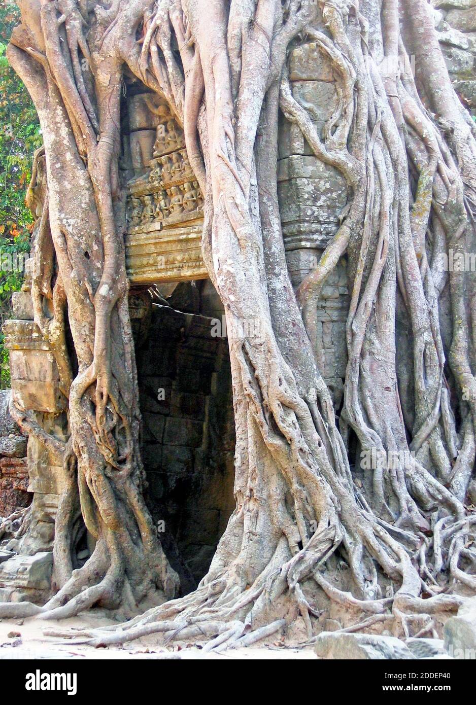 In 2005, strangular figs in Ta Prohm take control of a walkway in the bas-relief decorated ancient temple grounds.  Strangler figs, known as ficus strangulosa, can be found throughout Ta Prohm and other Angkor ancient locations.  These ancient ruins are  testament to the Khmer culture and architecture which was a thriving area covering more than 400 acres.  It was abandoned in 1431, rediscovered in the 1990s, and is a thriving tourism site in the Siem Reap, Cambodia area. Stock Photo