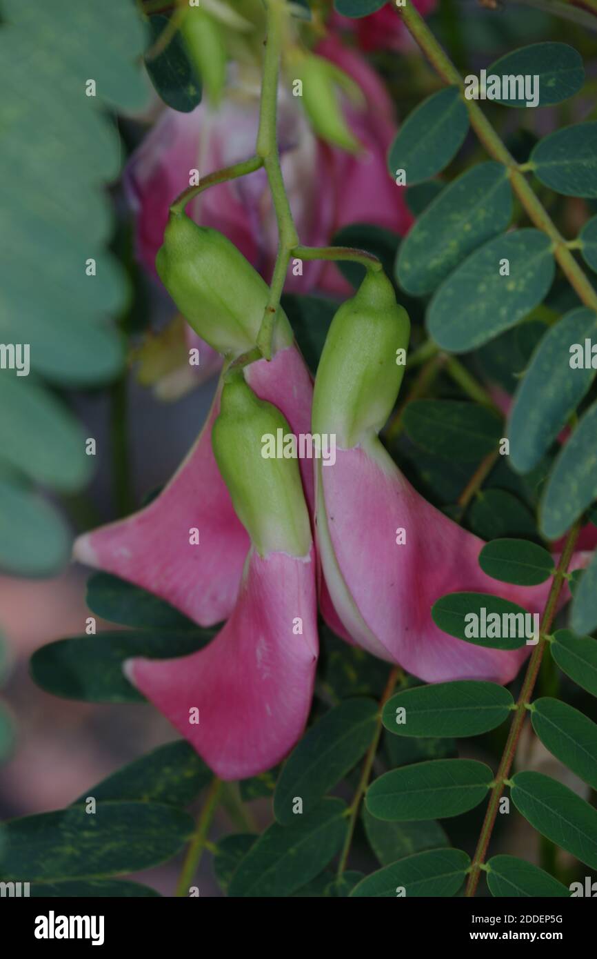 close up image of Pink Turi (Sesbania grandiflora) flower is eaten as a vegetable and medicine. The leaves are regular and rounded. The fruit is like Stock Photo