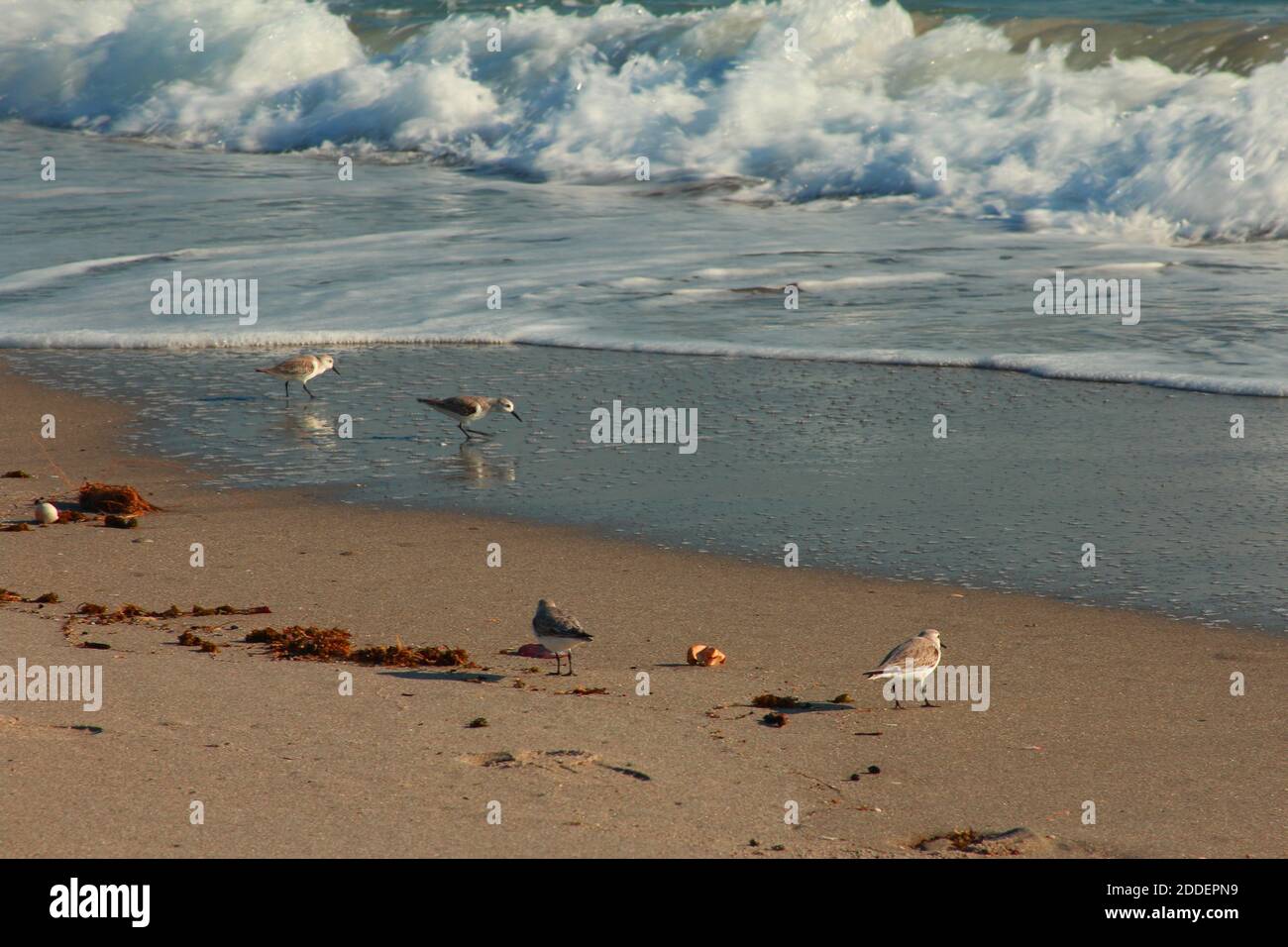 Birds by the waves - medium shot Stock Photo