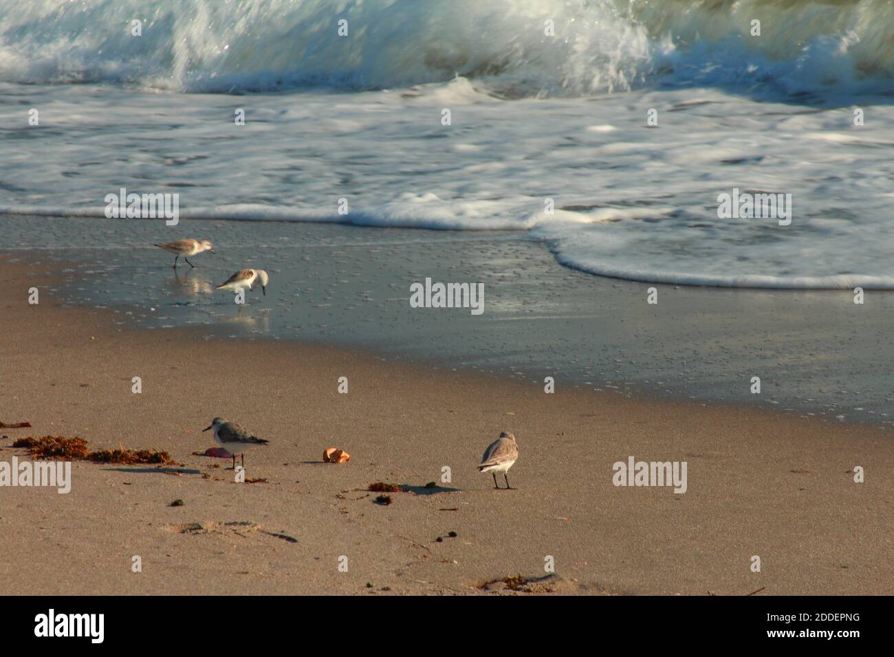 Birds by the waves - medium shot Stock Photo