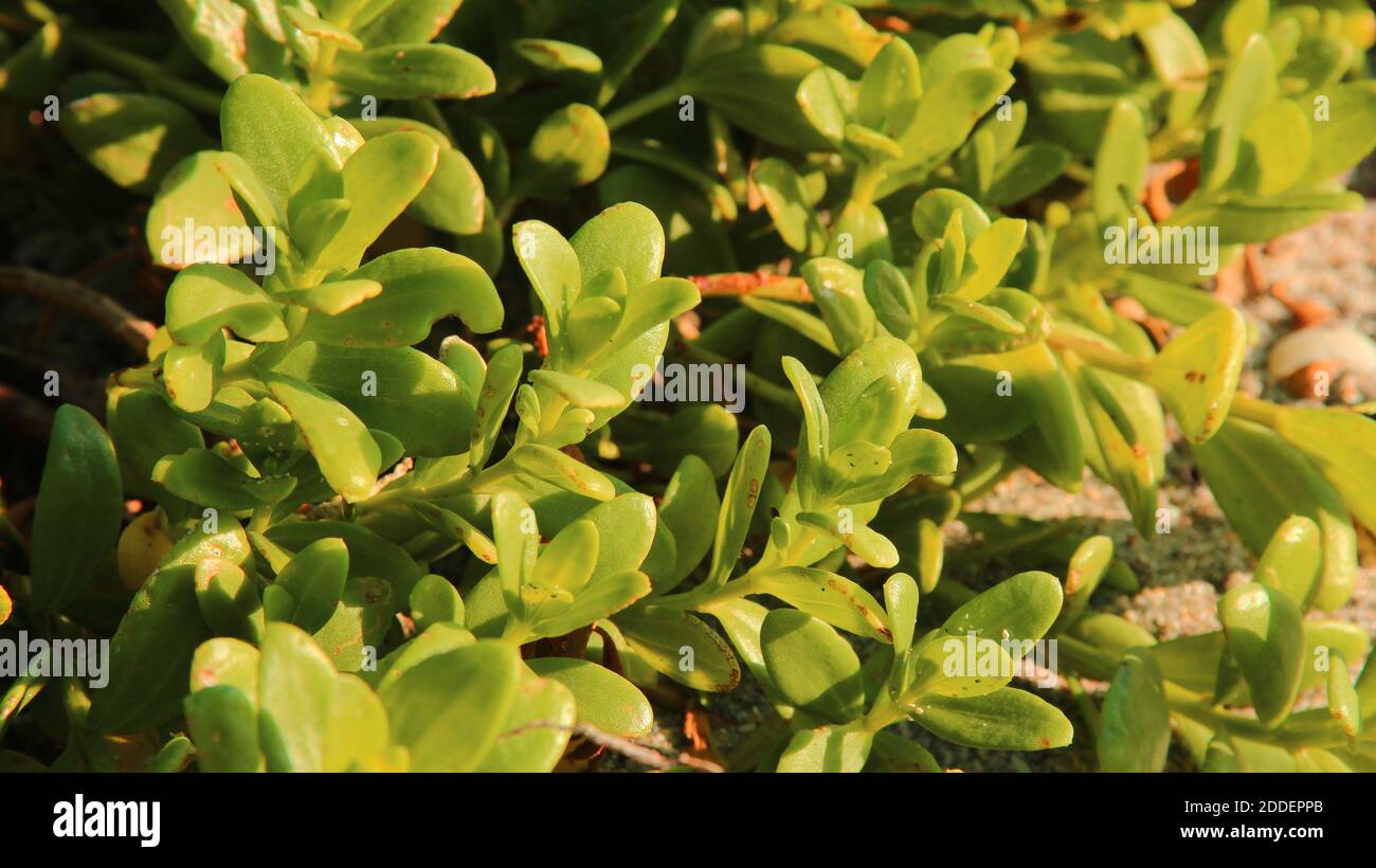 close up of plant leaves Stock Photo