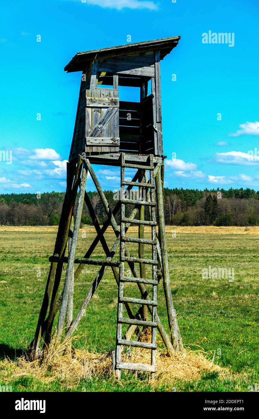 Tree stand , open platforms used by hunters Stock Photo Alamy