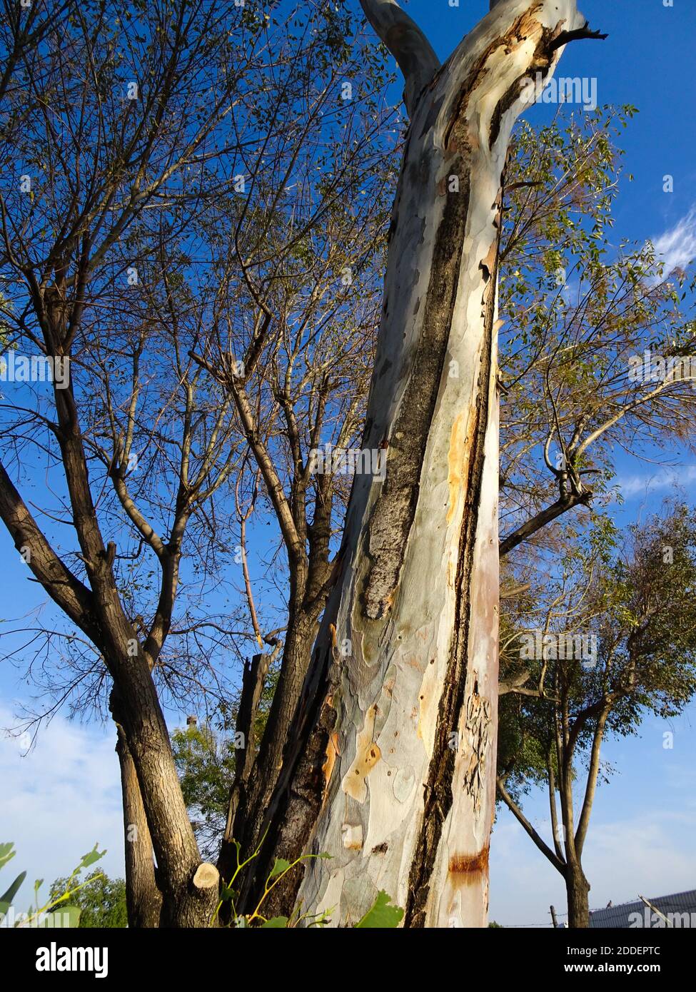 Bark less trees in Southern California Stock Photo