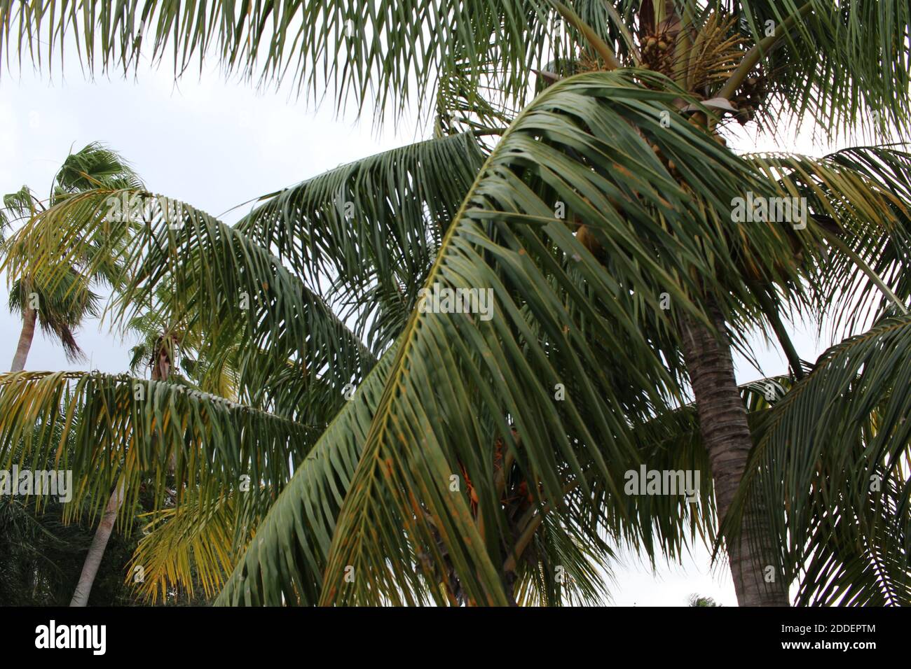 Palm tree leaves on a windy day Stock Photo