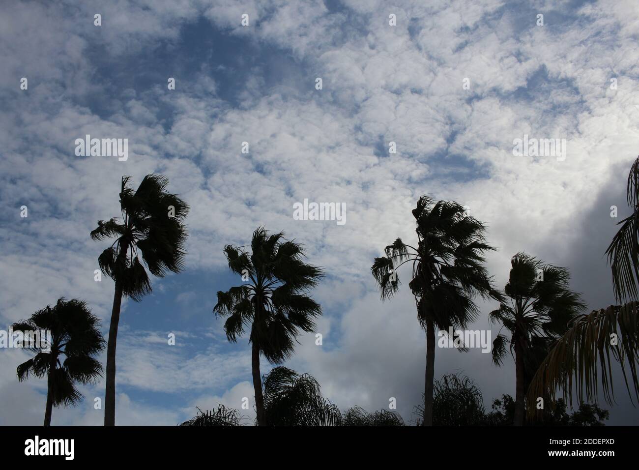 Wide shot of tall palm trees on a nice day Stock Photo