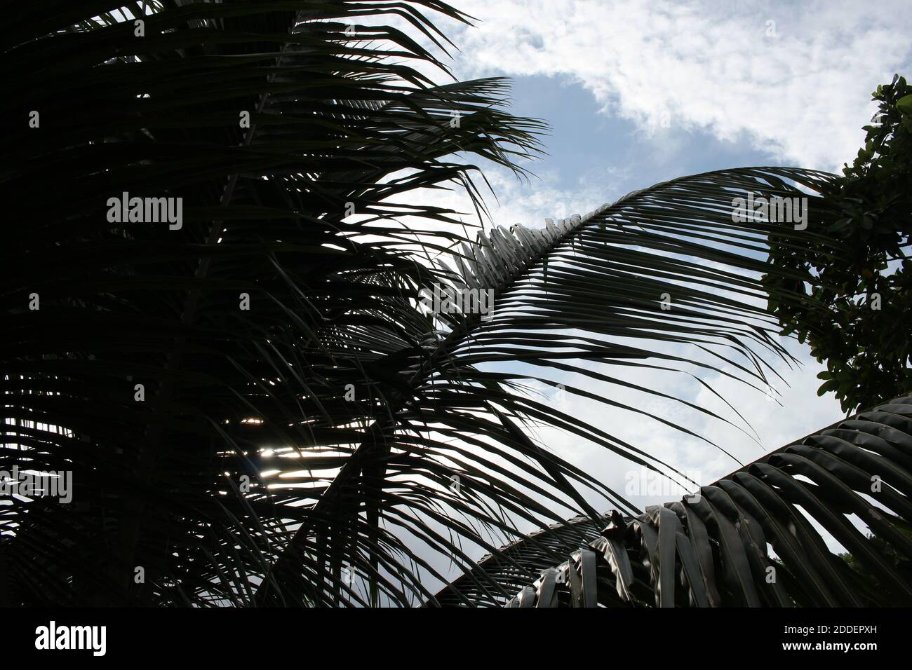 Palm trees on a nice day Stock Photo