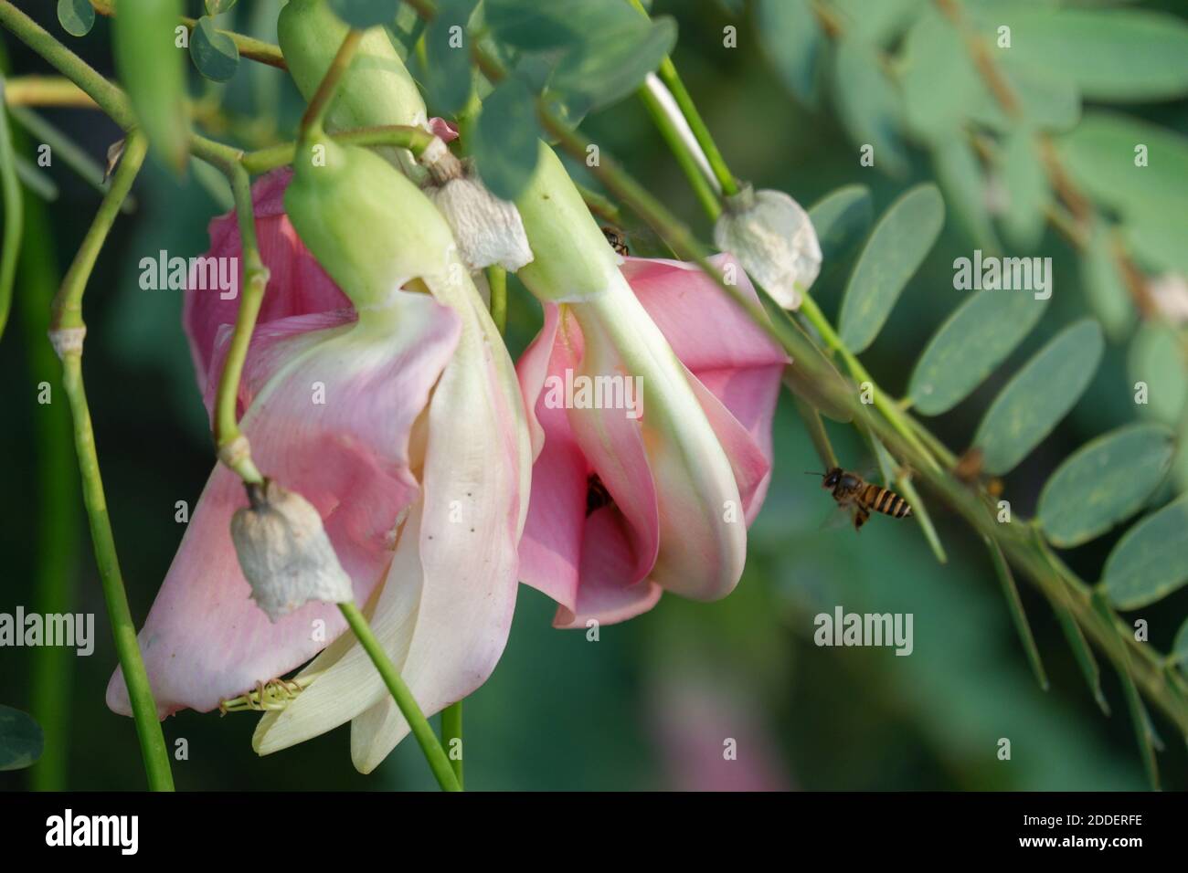 defocuse close up image of Pink Turi (Sesbania grandiflora) flower is eaten as a vegetable and medicine. The leaves are regular and rounded. The fruit Stock Photo