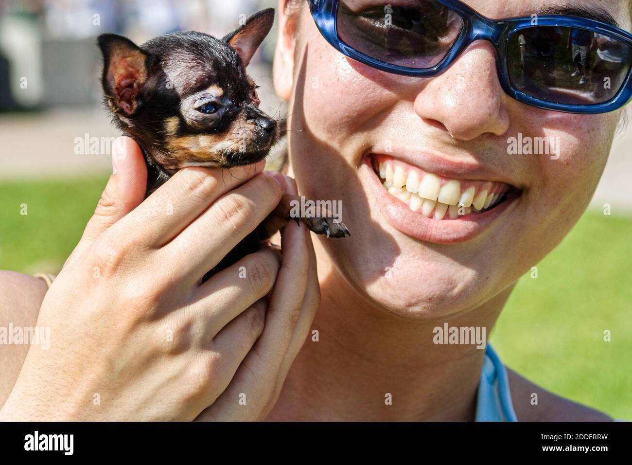 Miami Florida,Bayfront Park miniature Chihuahua,small dog pet woman female holds holding, Stock Photo