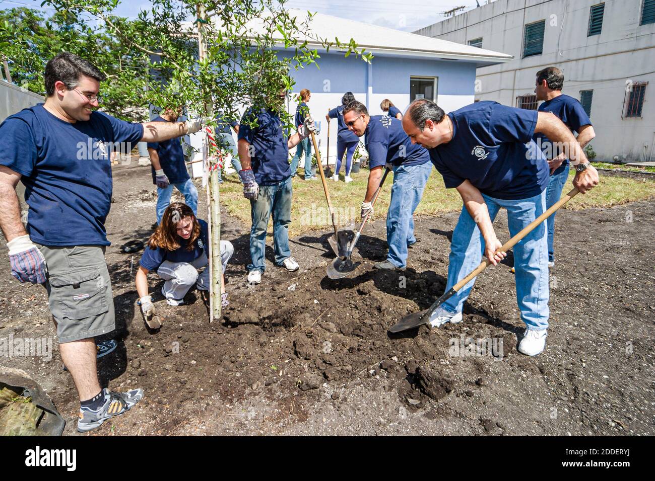 Miami Florida,Overtown Habitat For Humanity,volunteers building new house low income inner city neighborhood,landscaping planting bushes trees Hispani Stock Photo