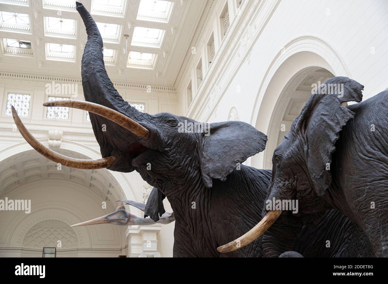 elephant diorama in the Stanley Field Hall at the Field Museum in Chicago Stock Photo