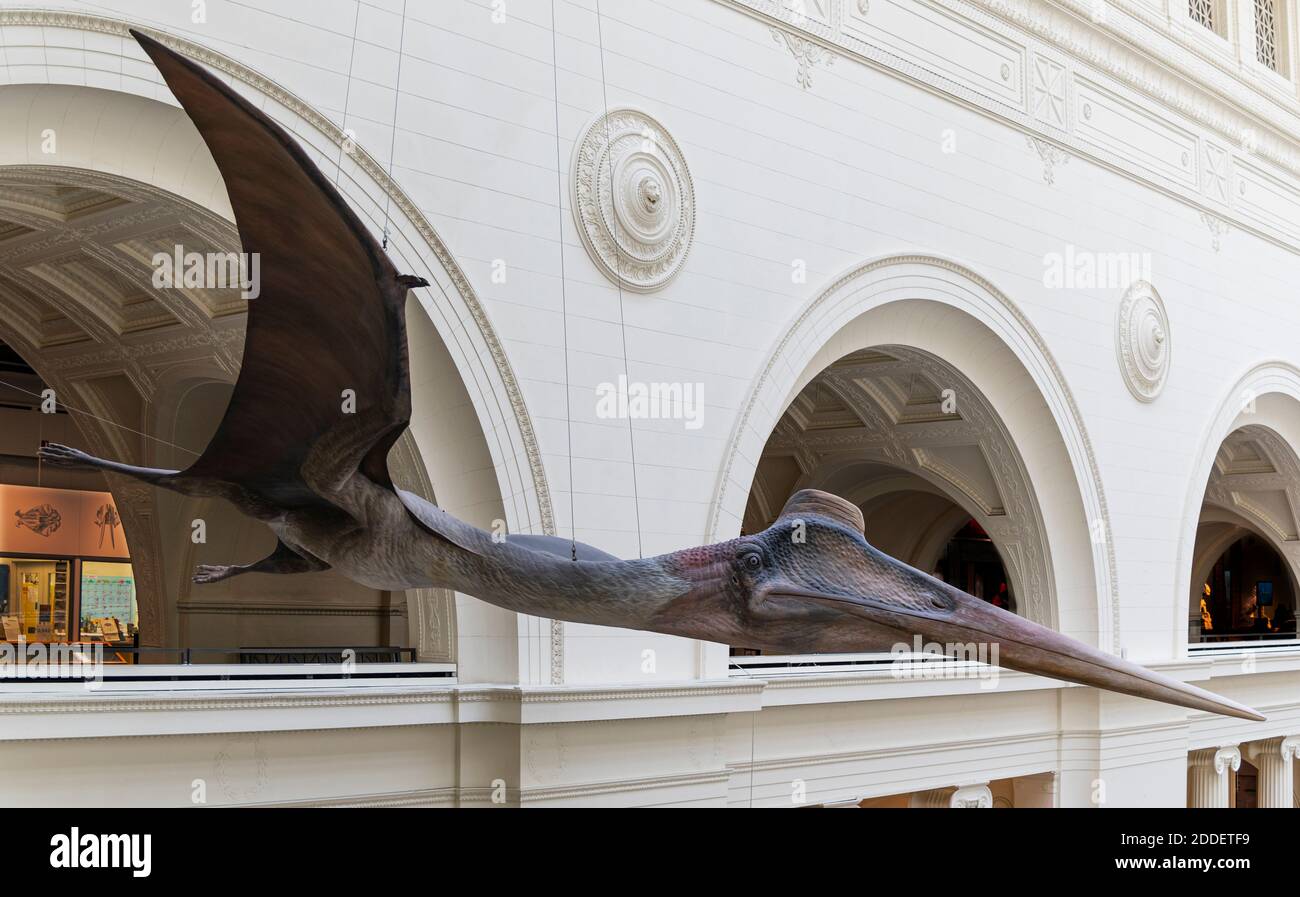 model of a pterosaur at the Field Museum in Chicago Stock Photo Alamy