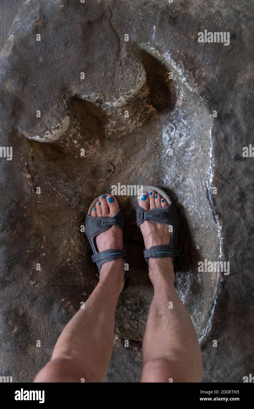 cast of a dinosaur footprint with adult woman's feet and legs Stock Photo