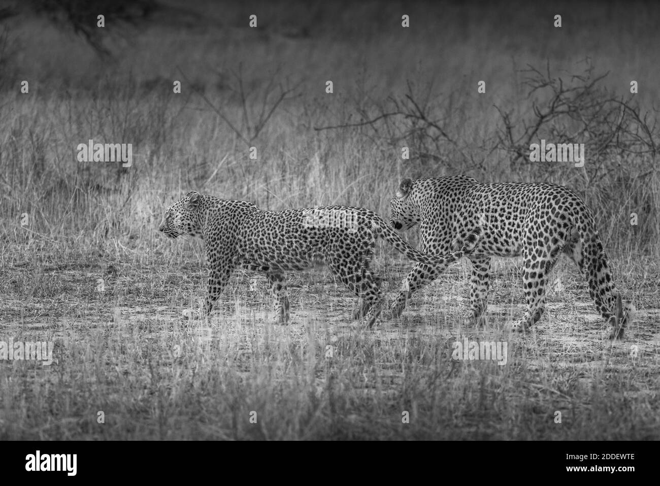 Pair of Leopards walking in savanna grass- Stock Photo