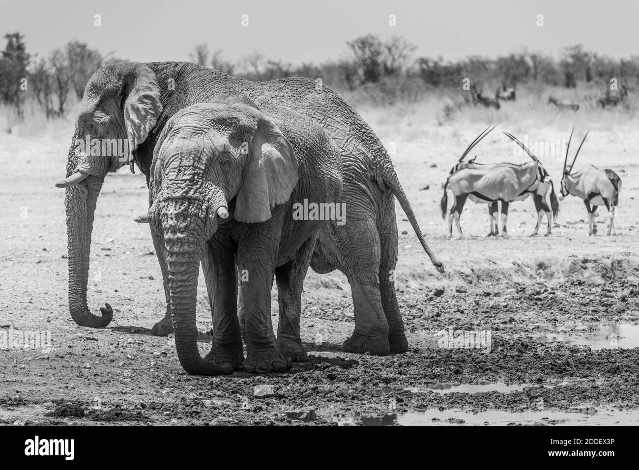 Bull Elephant Black And White High Resolution Stock Photography and