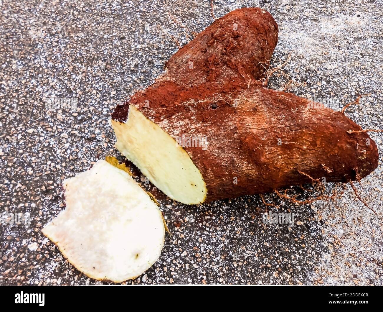 A root of freshly havested yam tuber on a concrete pavement has a slice cut from it top. Stock Photo