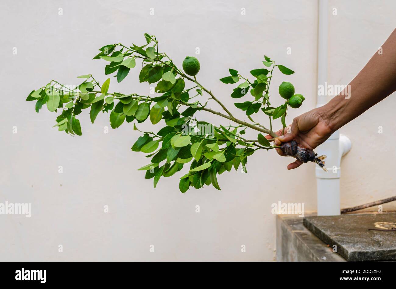 Holding Key Lime Plant Stock Photo