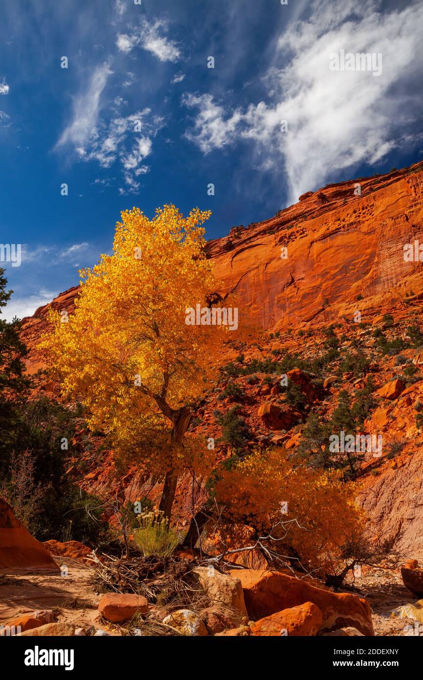 Western cottonwood tree hires stock photography and images Alamy