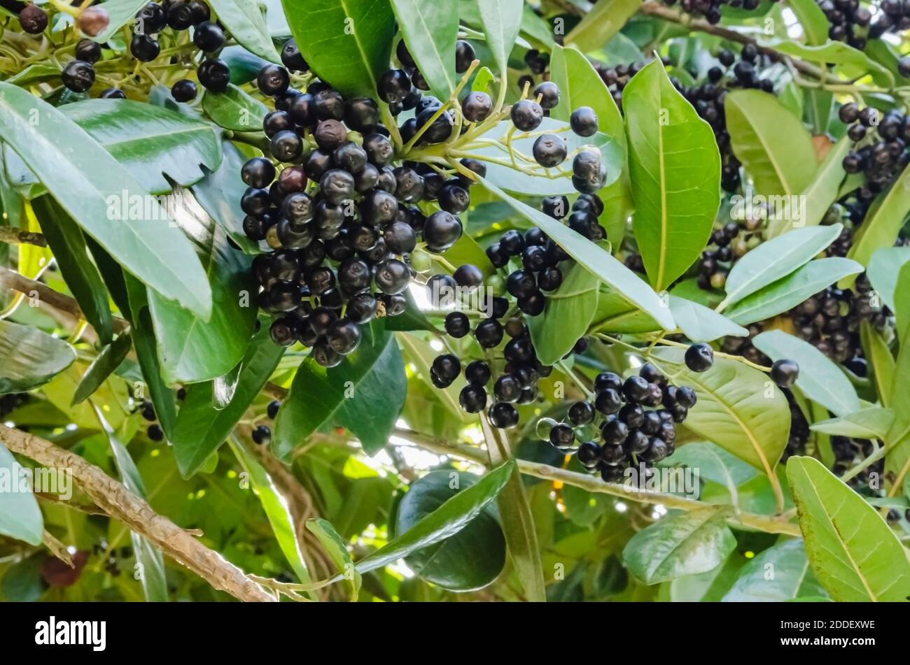 Among the foliage of its tree are large bunches of the tiny spice berry