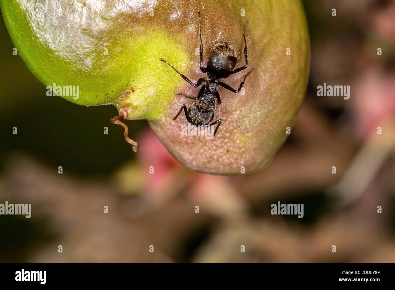 Odorous Ant of the species Dolichoderus bispinosus Stock Photo