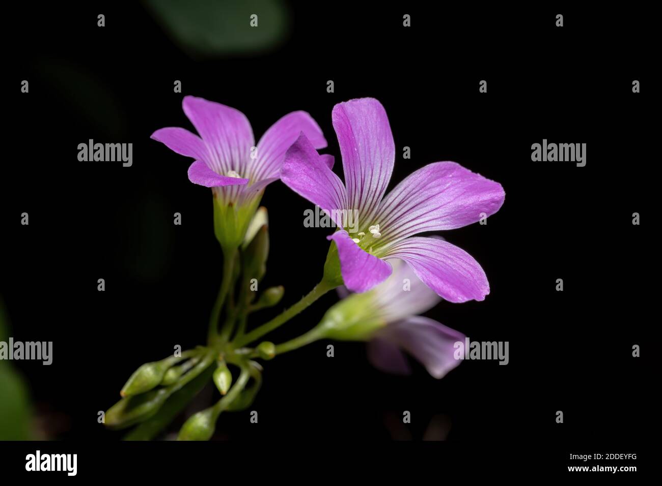 Largeflower Pink-Sorrel of the genus Oxalis Stock Photo