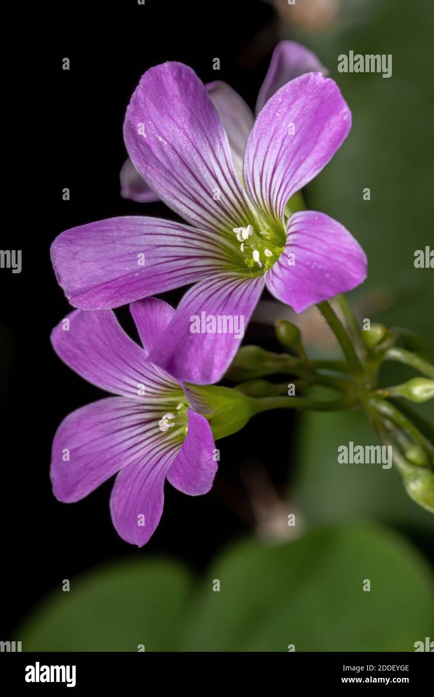 Largeflower Pink-Sorrel of the genus Oxalis Stock Photo