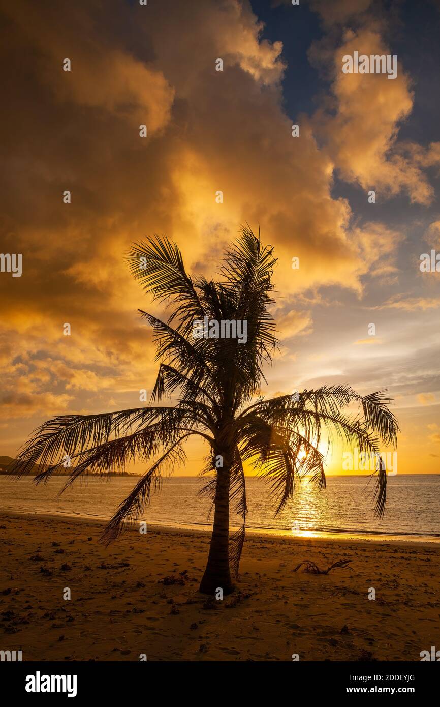 Palm tree at sunset, Agana Bay, Guam Stock Photo