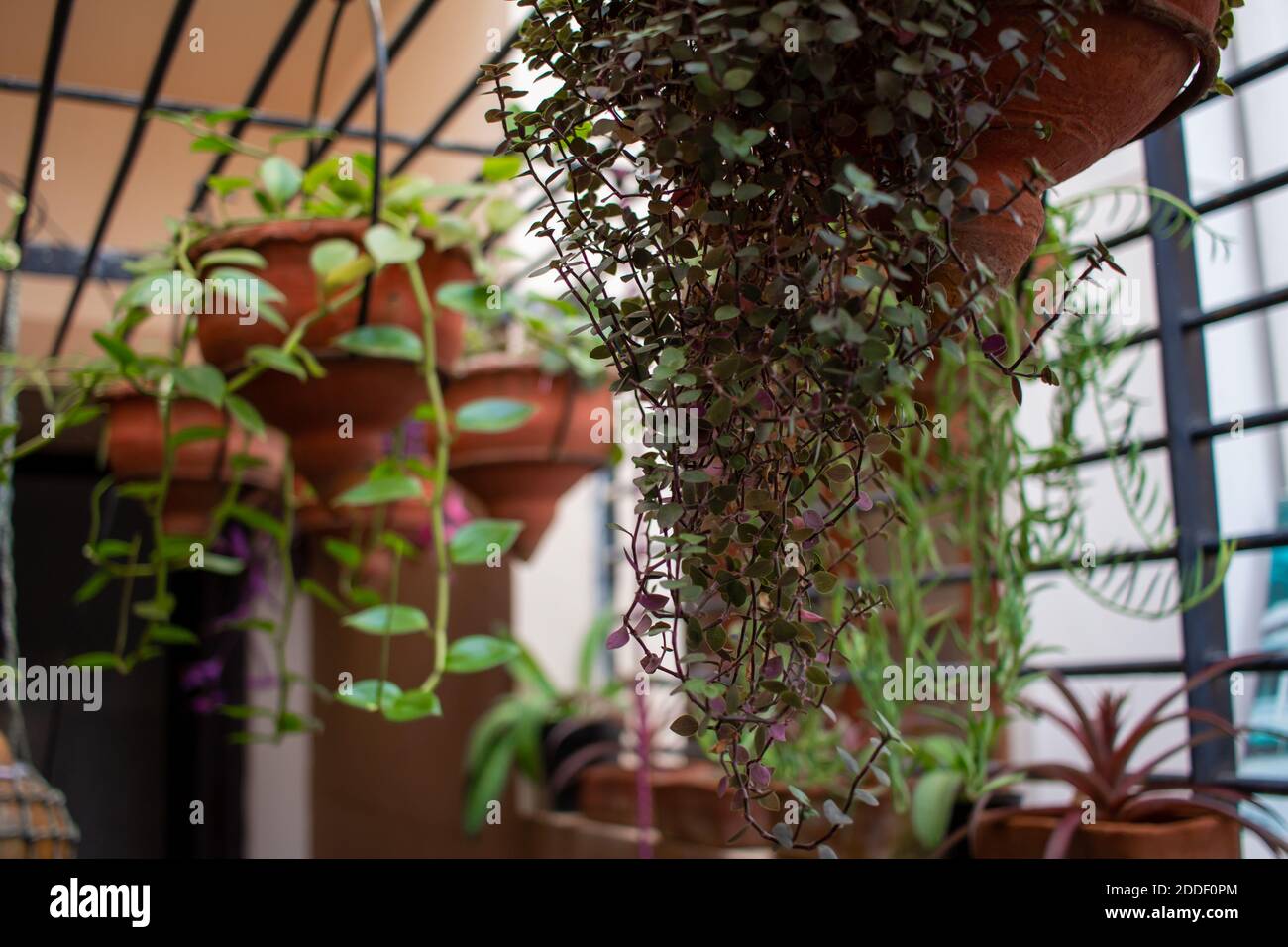 Home garden with plants grown in hanging pots Stock Photo Alamy