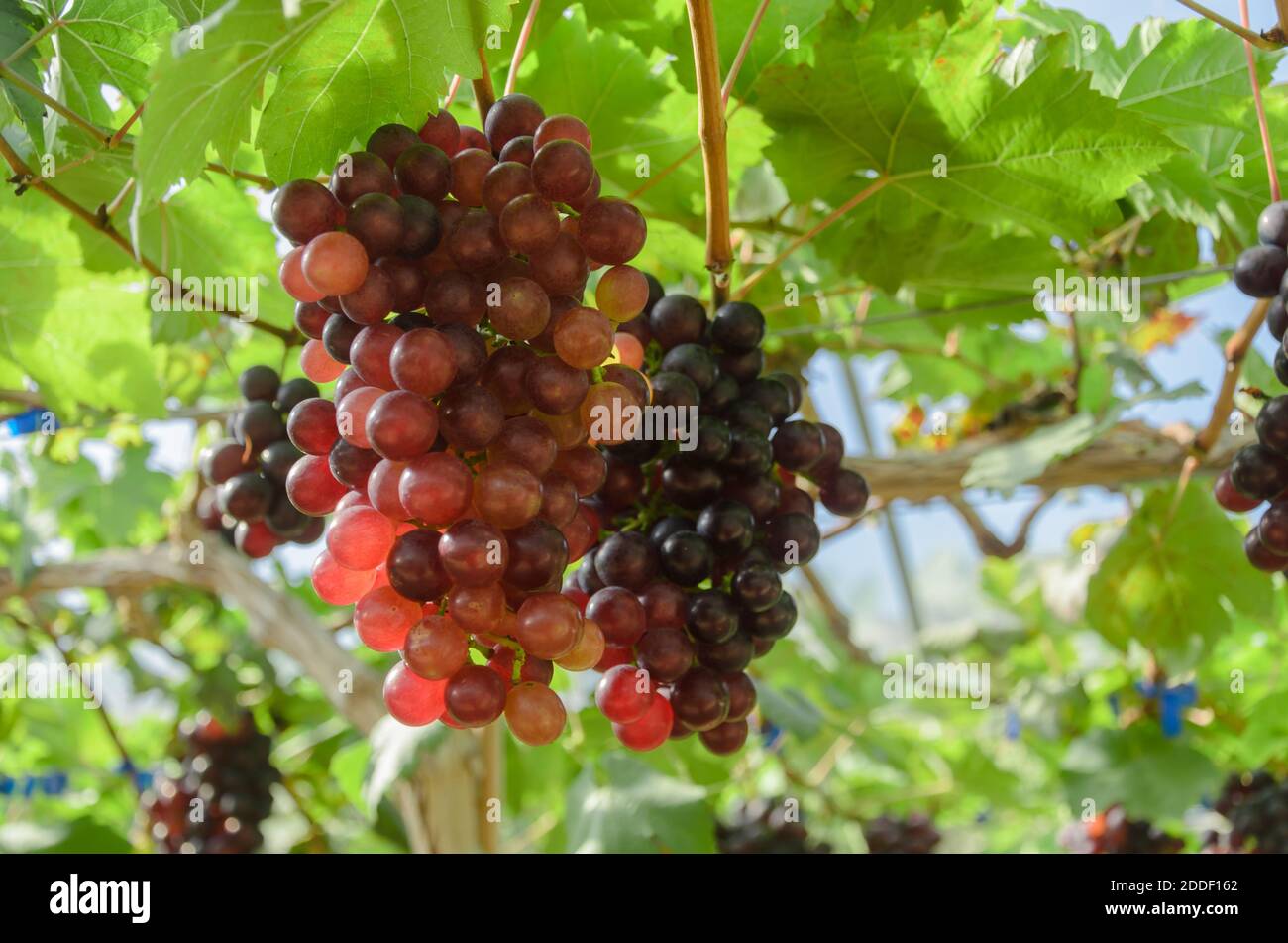 Red grapes ripening on hi-res stock photography and images - Alamy