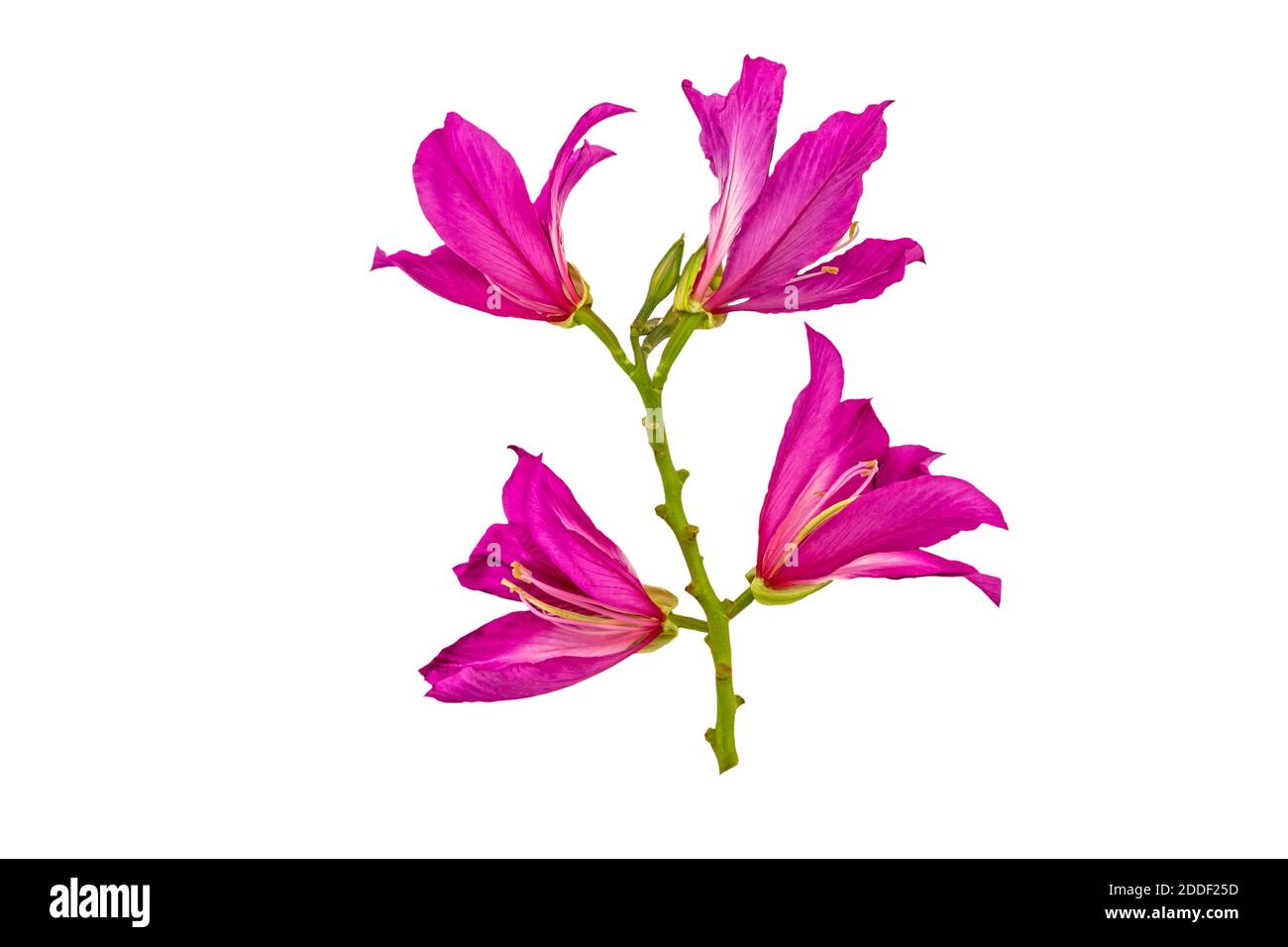Closed up pink Bauhinia purpurea isolate flower or Butterfly Tree, Orchid Tree, isolated on white background.Saved with clipping path. Stock Photo