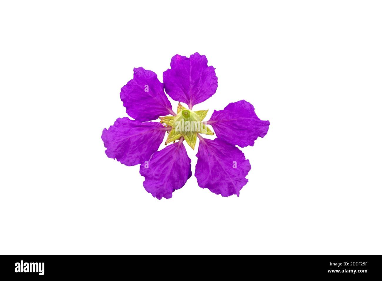 Queens crape myrtle flowers or Queen's flower, Lagerstroemia inermis Pers,Pride of India, Jarul isolated on white background.Saved with clipping path. Stock Photo