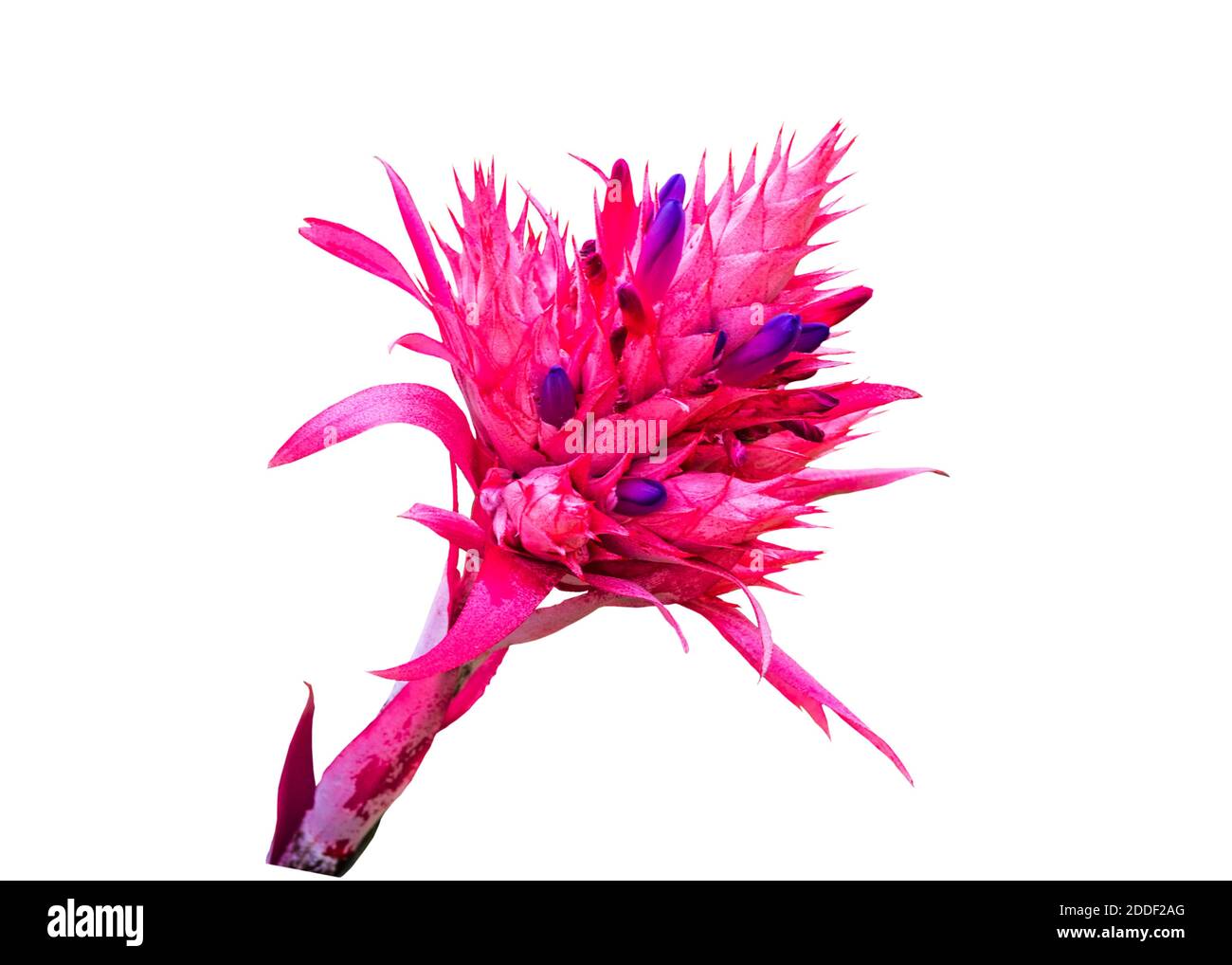 Colorful of pink  Bromeliad flower isolated on white background.Saved with clipping path. Stock Photo