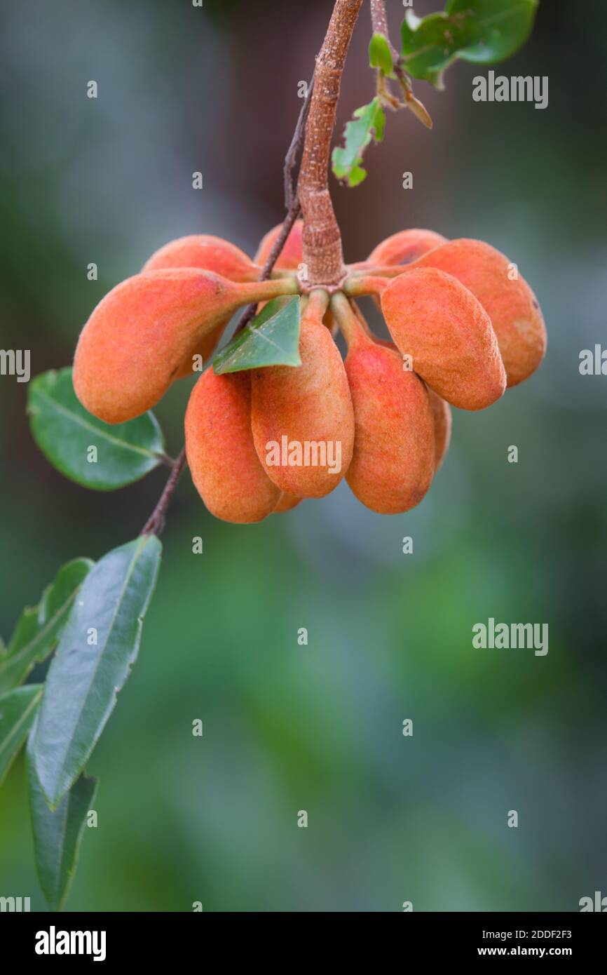 Orange Jacket (Xylopia maccreae) ripening fruit. November 2020. Daintree National Park. Queensland. Australia. Stock Photo