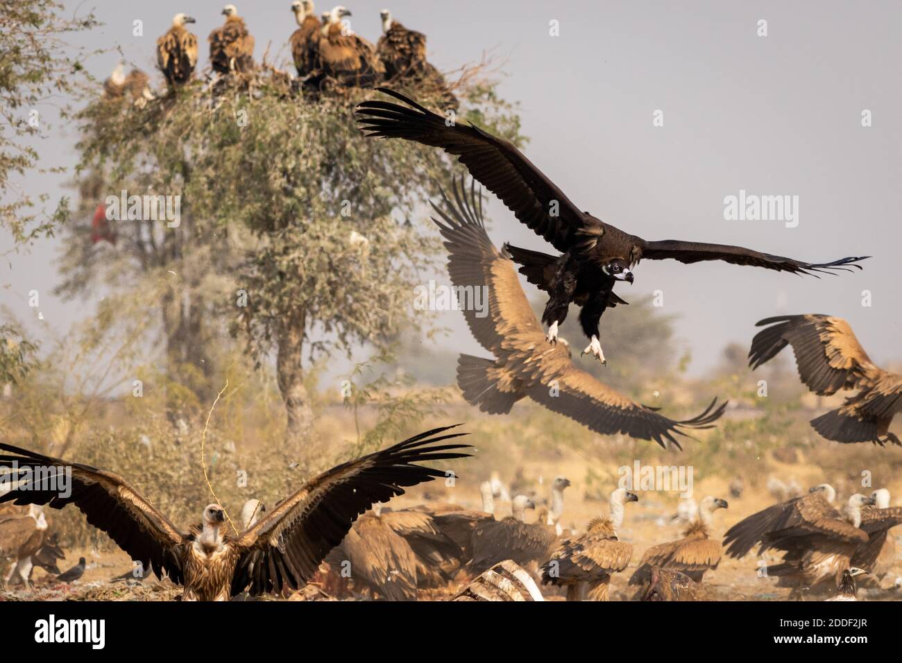Cinereous vulture or black or monk vulture closeup flying with wingspan at Jorbeer Conservation Reserve bikaner rajasthan india - Aegypius monachus Stock Photo
