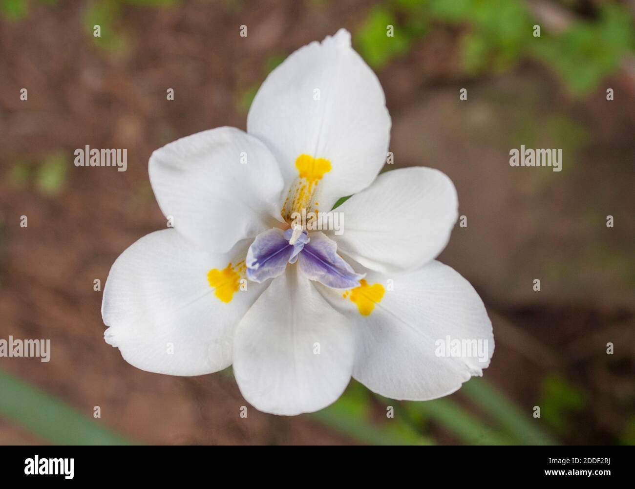 White flower with yellow centre hi-res stock photography and images - Alamy