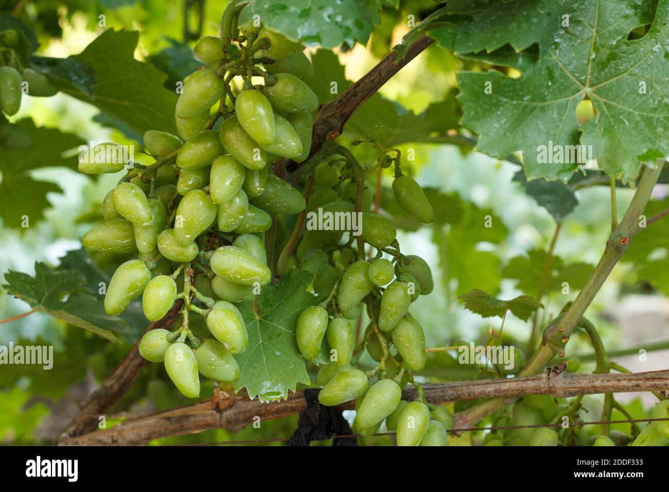 Bunch of unripe white grapes on the bush after spraying to protect fungal diseases. Shallow depth of field. Stock Photo