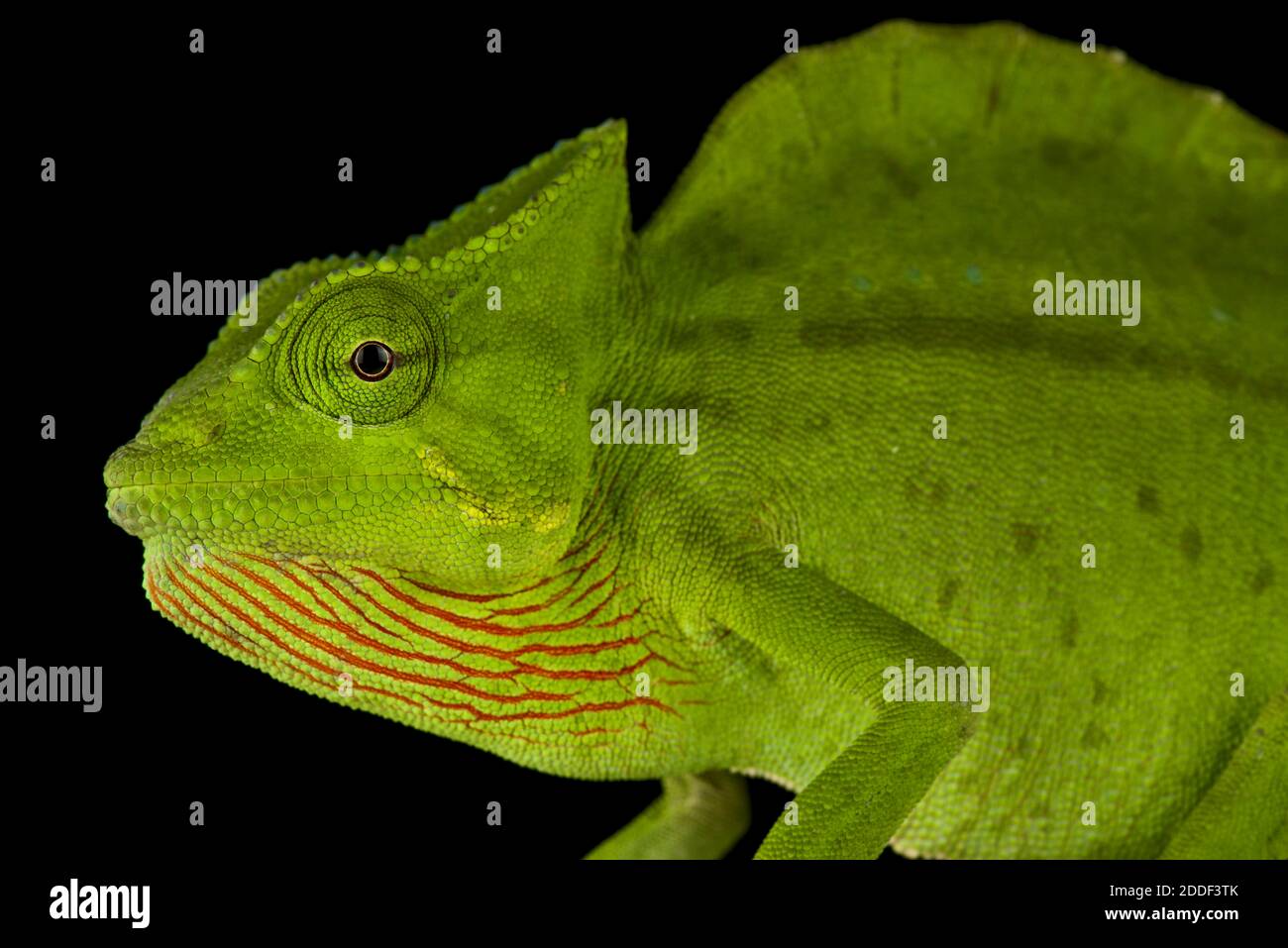 Crested chameleon (Trioceros cristatus) Stock Photo