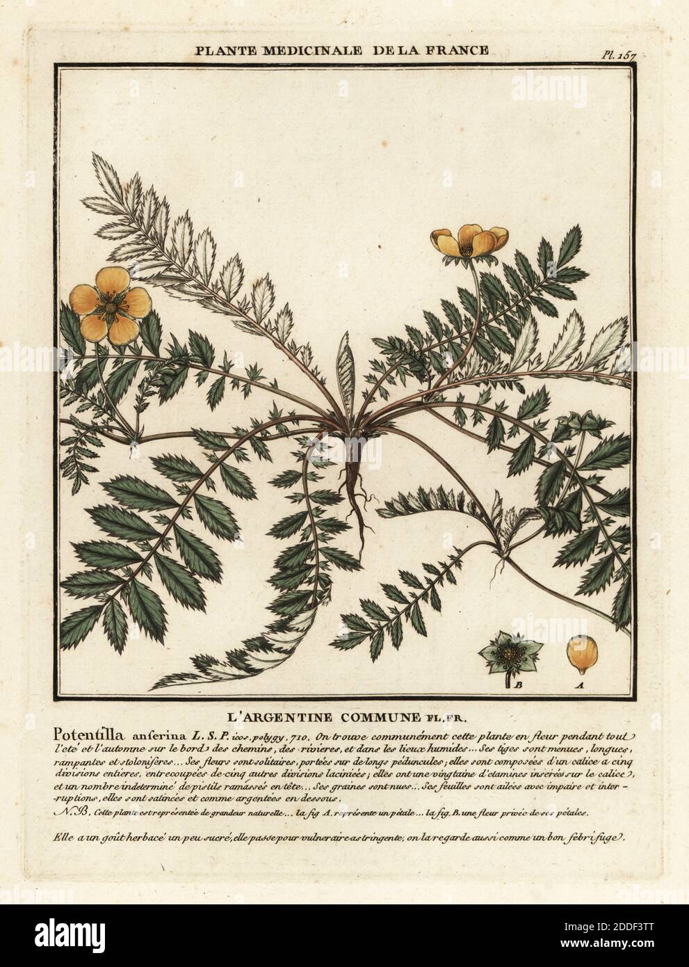 Silverweed, L’argentine commune, Potentilla anserina. Copperplate engraving printed in three colours by Pierre Bulliard from his Herbier de la France, ou collection complete des plantes indigenes de ce royaume, Didot jeune, Debure et Belin, 1780-1793. Stock Photo