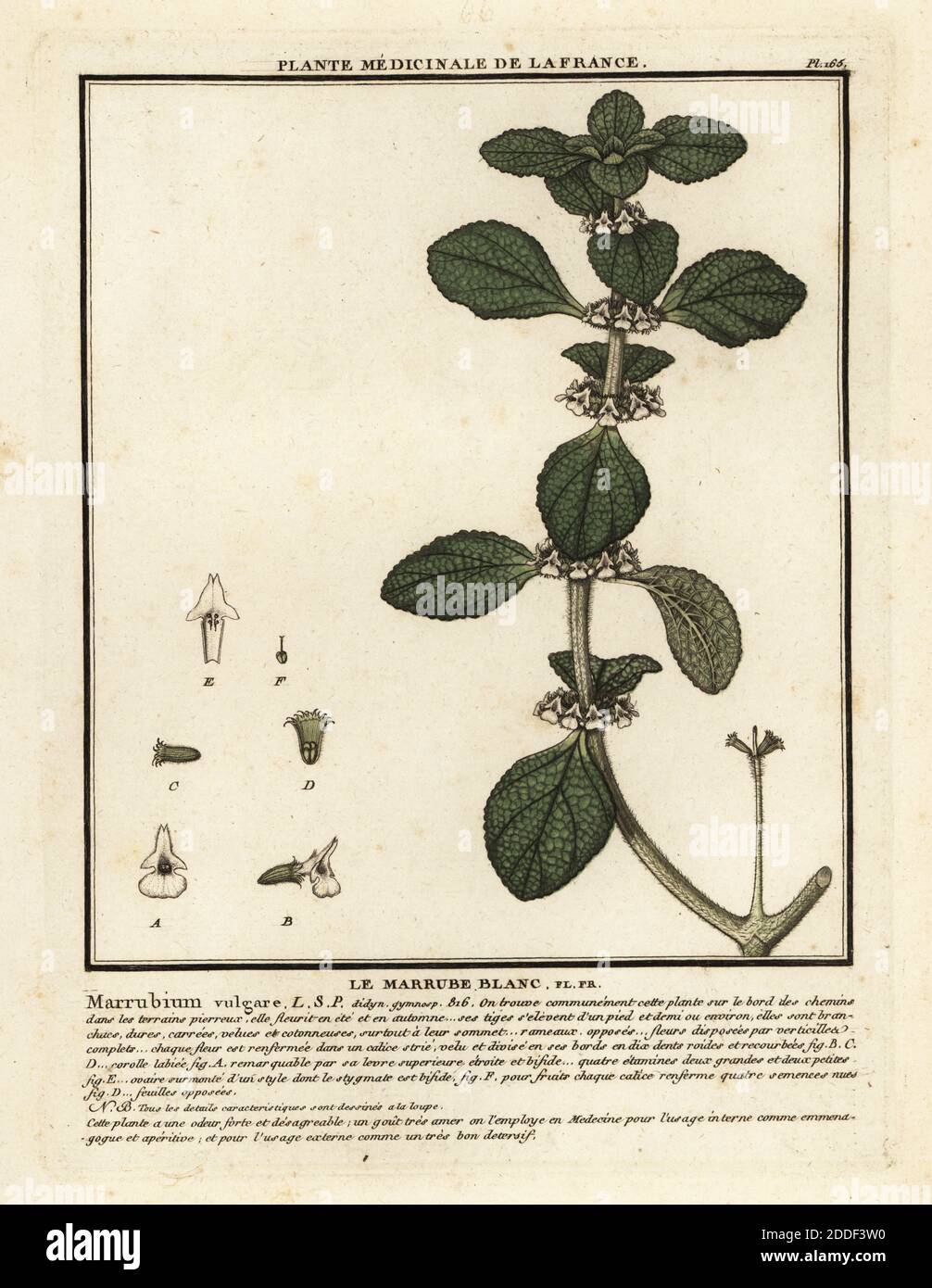 White horehound or common horehound, Le marrube blanc, Marrubium vulgare. Copperplate engraving printed in three colours by Pierre Bulliard from his Herbier de la France, ou collection complete des plantes indigenes de ce royaume, Didot jeune, Debure et Belin, 1780-1793. Stock Photo