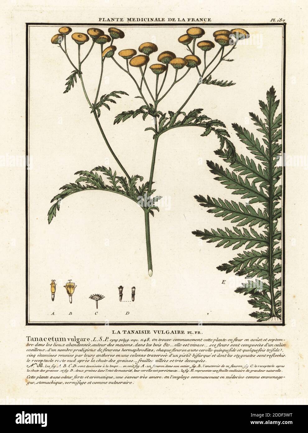 Vulgaire High Resolution Stock Photography And Images Alamy