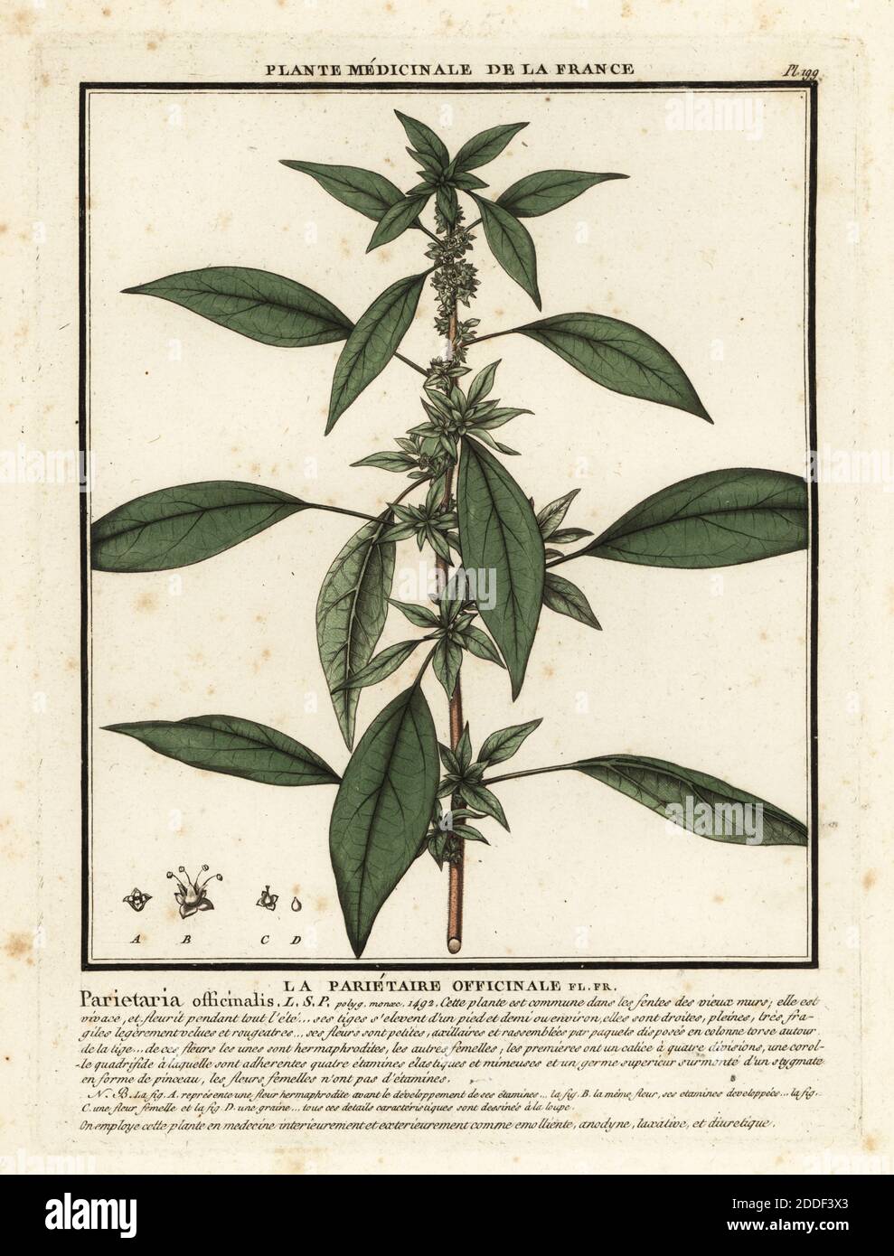 Eastern pellitory-of-the-wall, La parietaire officinale, Parietaria officinalis. Copperplate engraving printed in three colours by Pierre Bulliard from his Herbier de la France, ou collection complete des plantes indigenes de ce royaume, Didot jeune, Debure et Belin, 1780-1793. Stock Photo